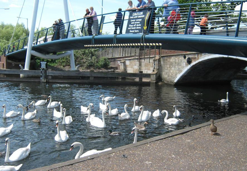 Trains, Boats and Buses