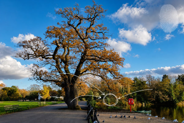 Dulwich - Parkland & Gallery