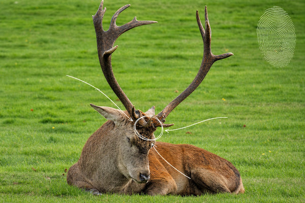 Wollaton Hall - Deer Park & Grounds