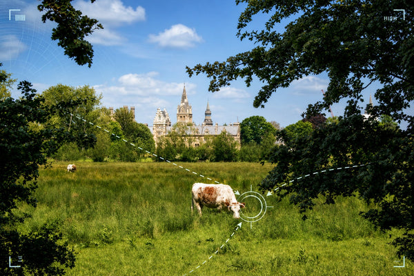 Oxford - City, Tower & Meadow